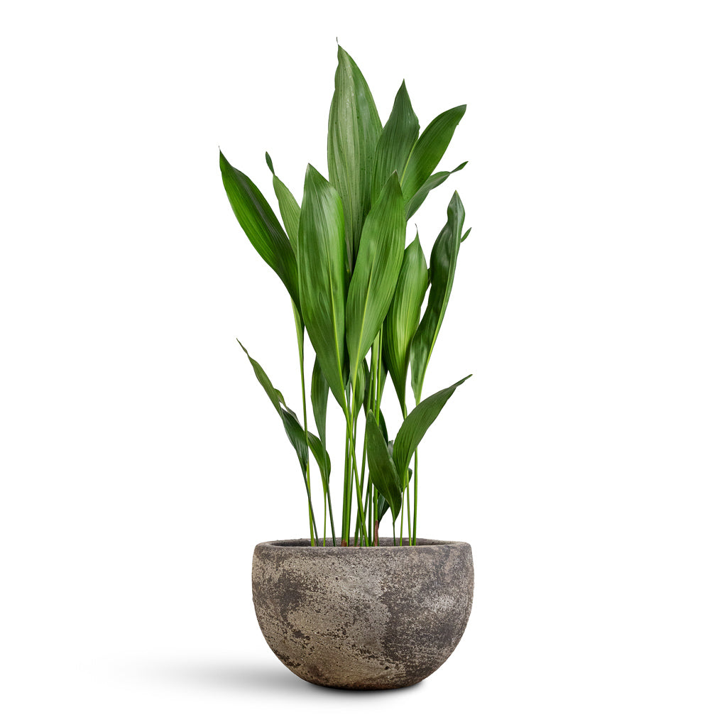 Aspidistra - 24x110cm In Sandora Bowl Brown - 40x24cm