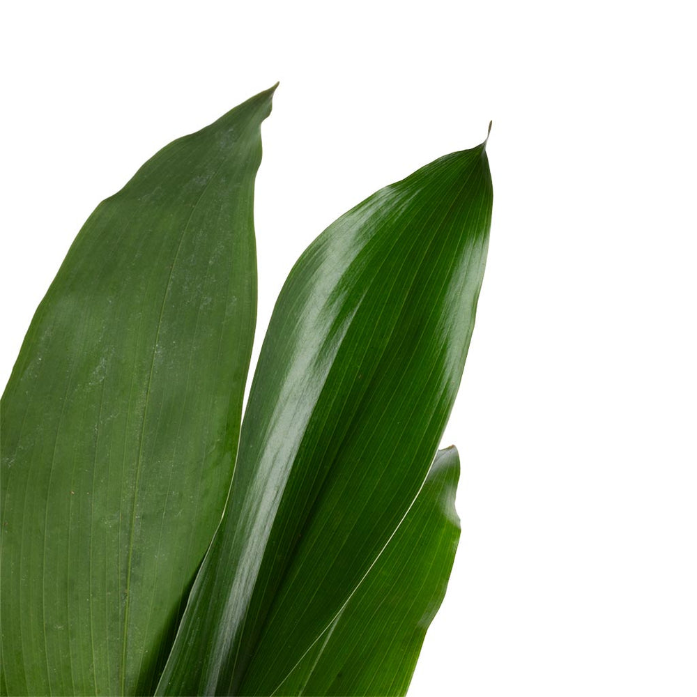 Aspidistra elatior - Cast Iron Plant Houseplants | Hortology