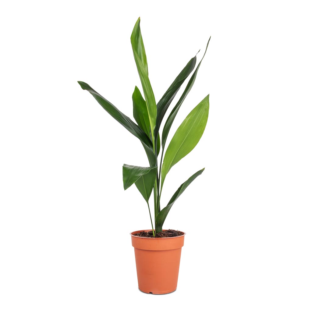 Aspidistra - Cast Iron Plant - 13 x 50cm