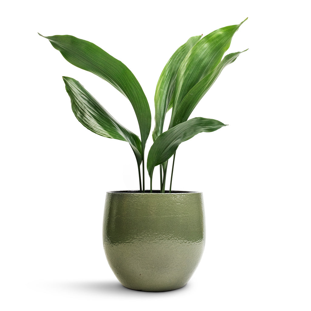 Aspidistra - Cast Iron Plant & Zembla Plant Pot - Green