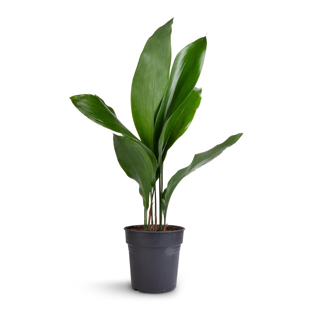 Aspidistra - Cast Iron Plant - 15 x 60cm