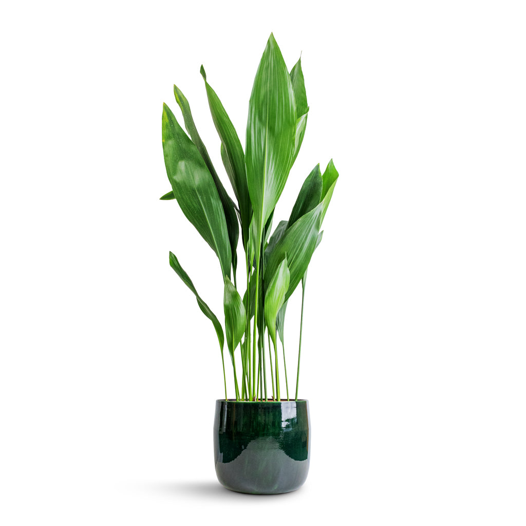 Aspidistra - Cast Iron Plant & Babet Plant Pot - Pine