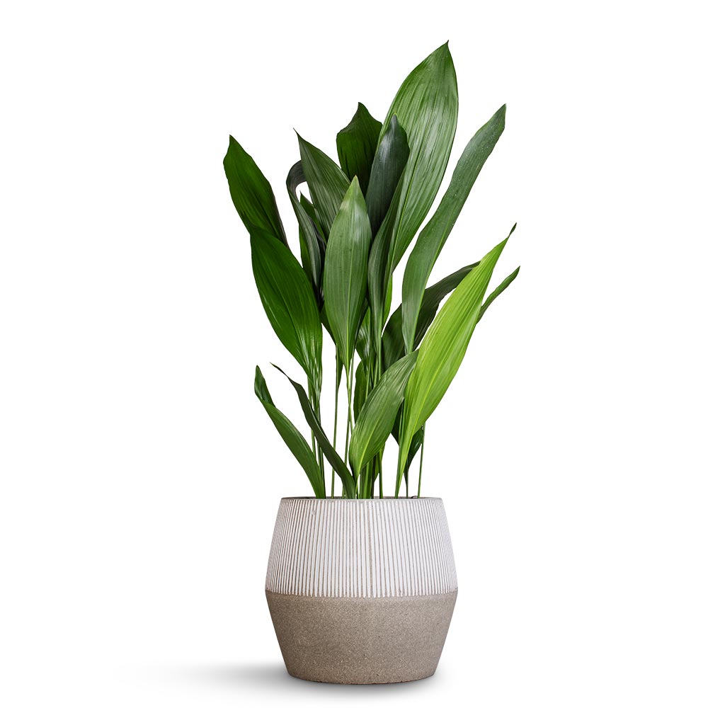 Aspidistra - 24x110cm In Helle Pot Natural - 26x25cm