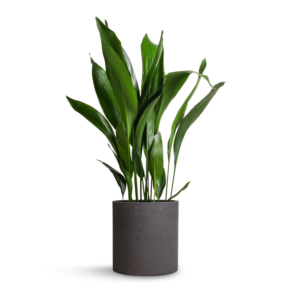 cast iron plant pot Max Plant Pot - Black Washed - Quality Planters | Hortology