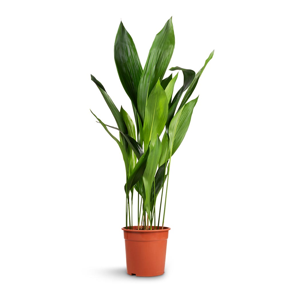 Aspidistra - Cast Iron Plant - 24 x 110cm