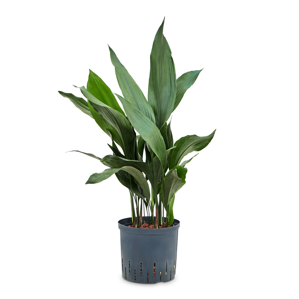 Aspidistra - Cast Iron Plant - HydroCare - 18/19 x 80cm