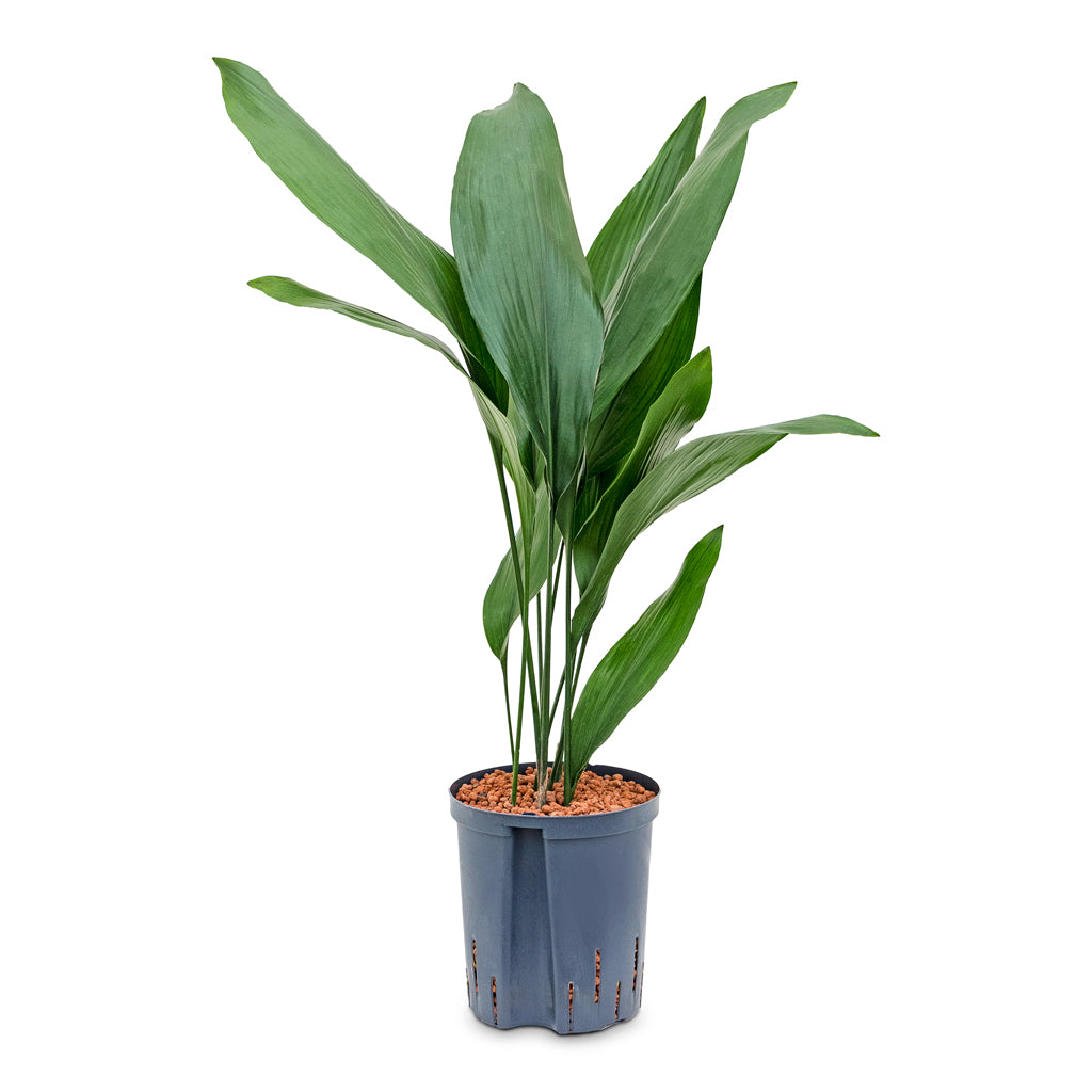 Aspidistra - Cast Iron Plant - HydroCare - 22/19 x 75cm