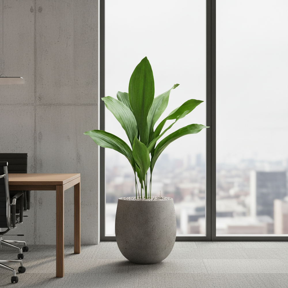Aspidistra - Cast Iron Plant - HydroCare in Grigio Balloon Plant Pot - Natural Concrete