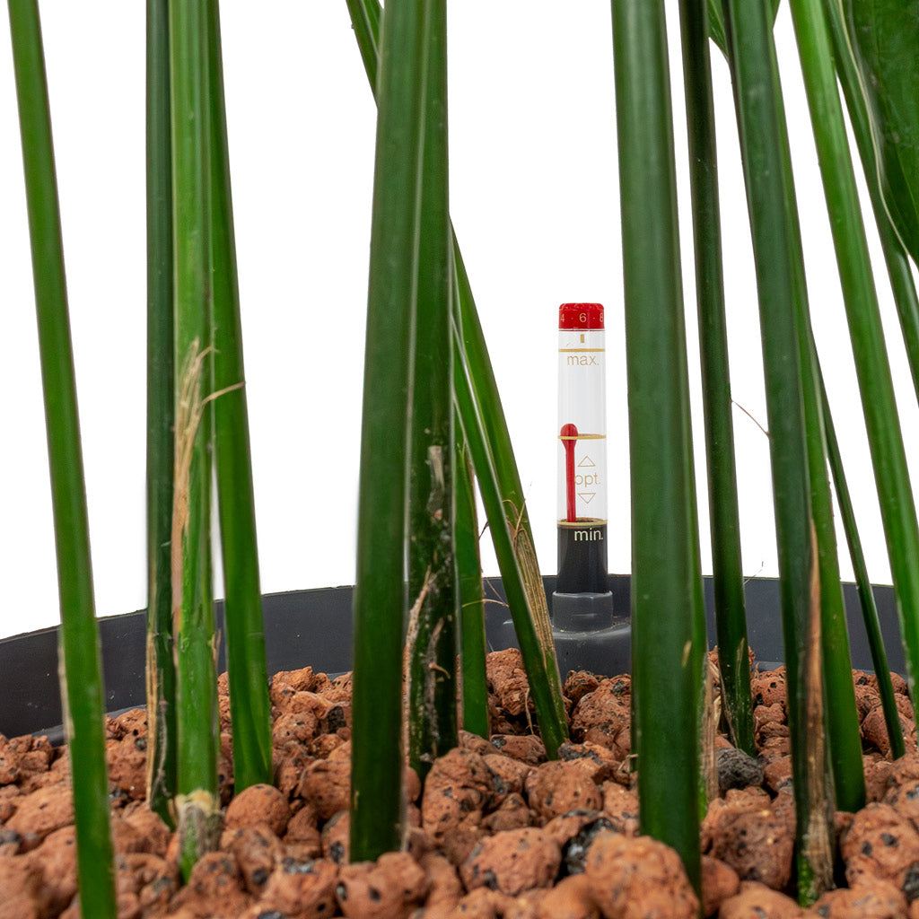 Aspidistra - Cast Iron Plant - HydroCare - 25/19 x 120cm