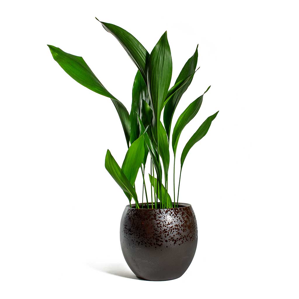 Shade Tolerant Houseplants