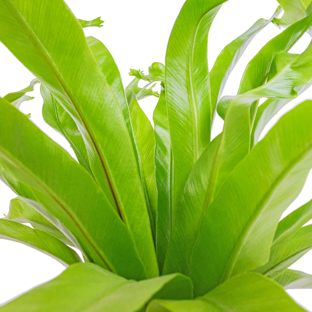 Asplenium Crissie Amy - Bird&#39;s Nest Fern