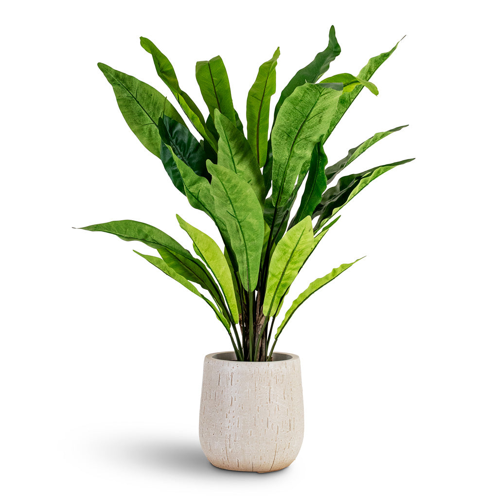 Asplenium Fern Potted Artificial 90cm House Plant In Raindrop Couple Balloon Planter Stone 22x22cm
