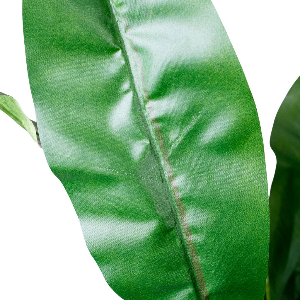 Asplenium Fern Potted Artificial Close Up