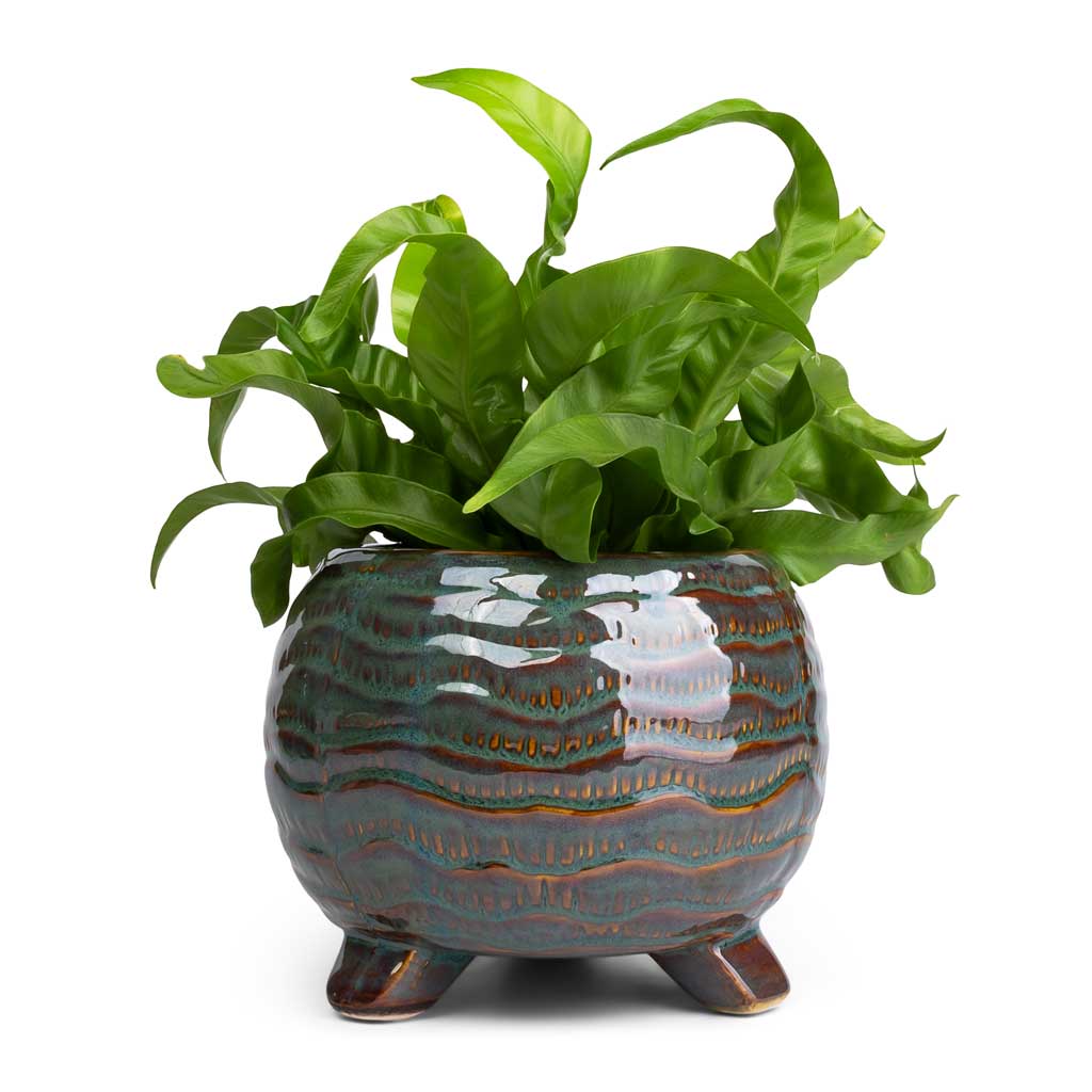 Muselina Algodón Prickle Pots 120×120