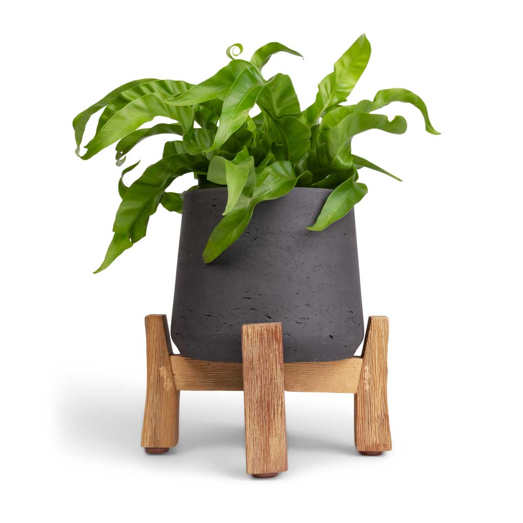 Asplenium Hurricane - Twisted Bird's Nest Fern & Patt Plant Pot - Low Stand - Black Washed