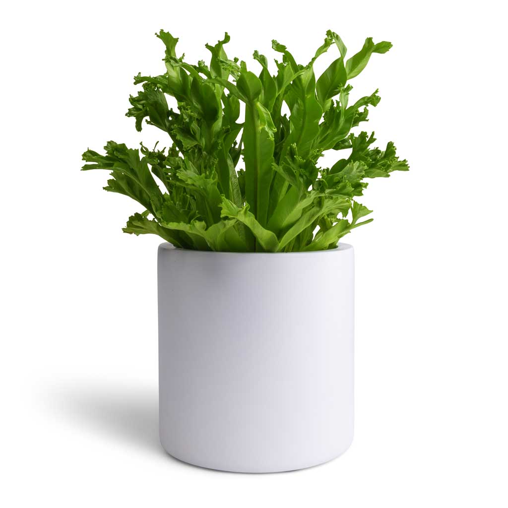 birds nest leslie fern Asplenium Leslie - Crested Birds Nest Fern Houseplants | Hortology