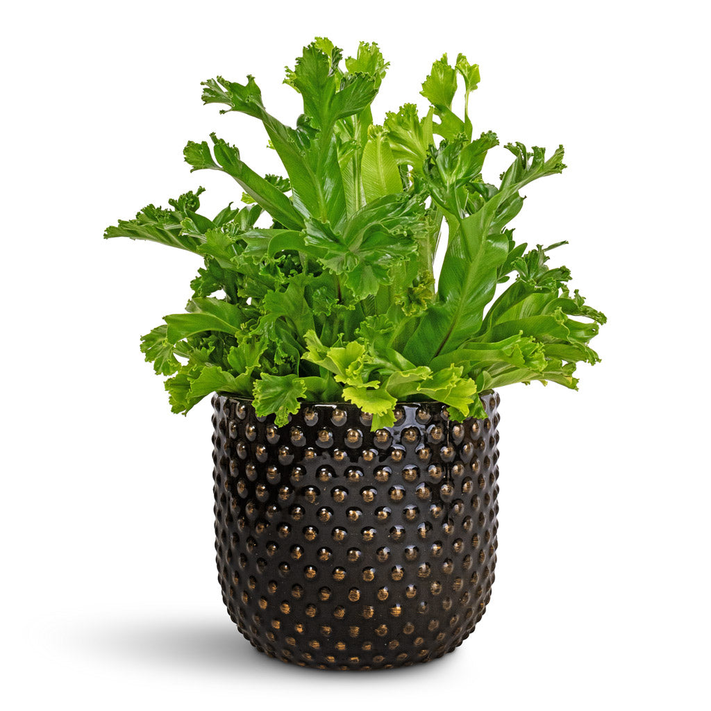 Asplenium Leslie Crested Birds Nest Fern - 12x20cm &amp; Bolino Plant Pot Shiny Black - 15x13cm