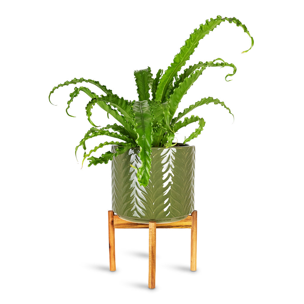 Asplenium Osaka 17x50cm House Plant In Aspen Pot with Wooden Stand Olive 28x40cm