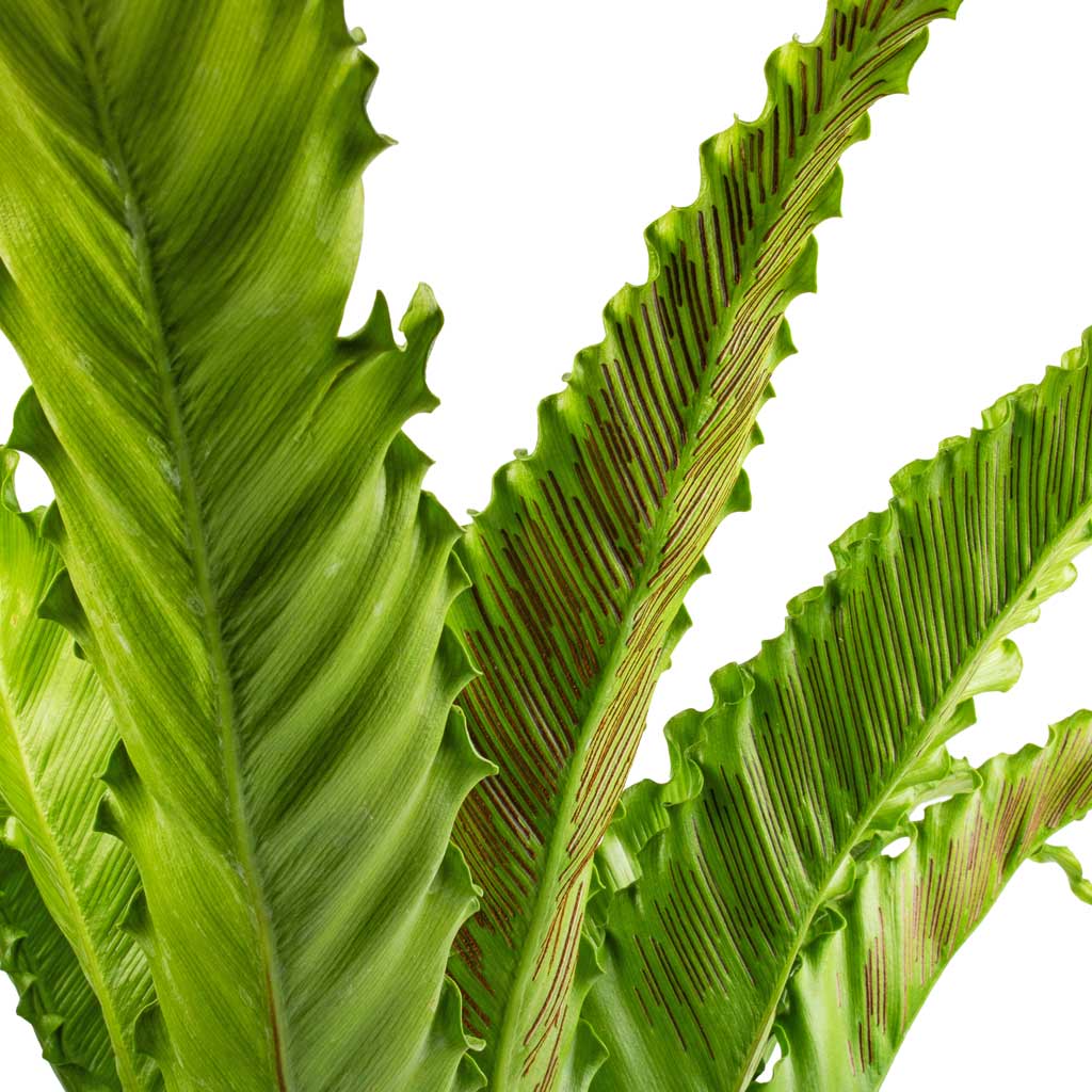 japanese bird's nest fern care Asplenium Osaka - Japanese Bird's Nest Fern Plants | Hortology