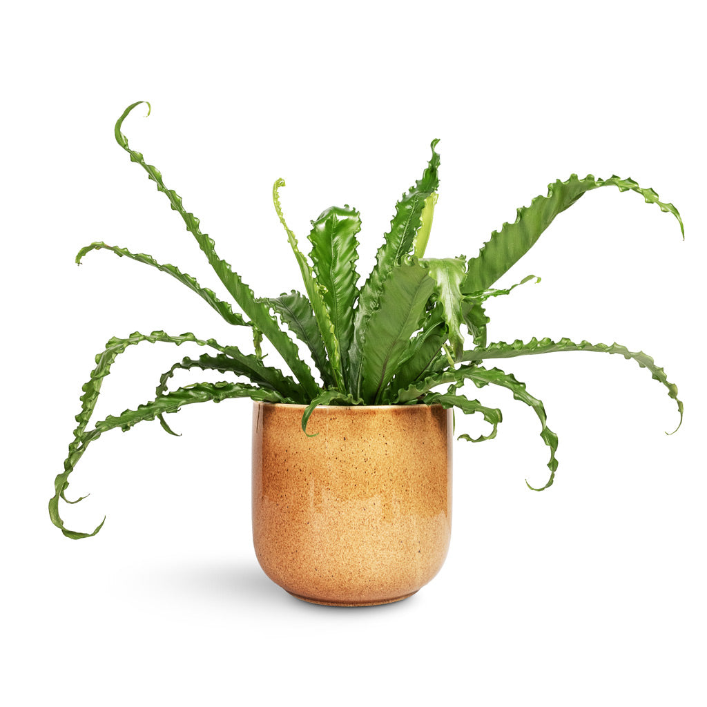 Asplenium Osaka Japanese Bird_s Nest Fern - 17x50cm In Nine Plant Pot Caramel - 22x20cm