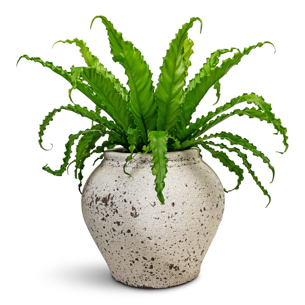 Asplenium Osaka Japanese Birds Nest Fern 17x50cm &amp; Zeus Mediterranean Planter Chalk White - 37x32cm