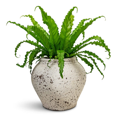 Asplenium Bird's Nest Ferns: Easy Care & Low Light Plants | HORTOLOGY