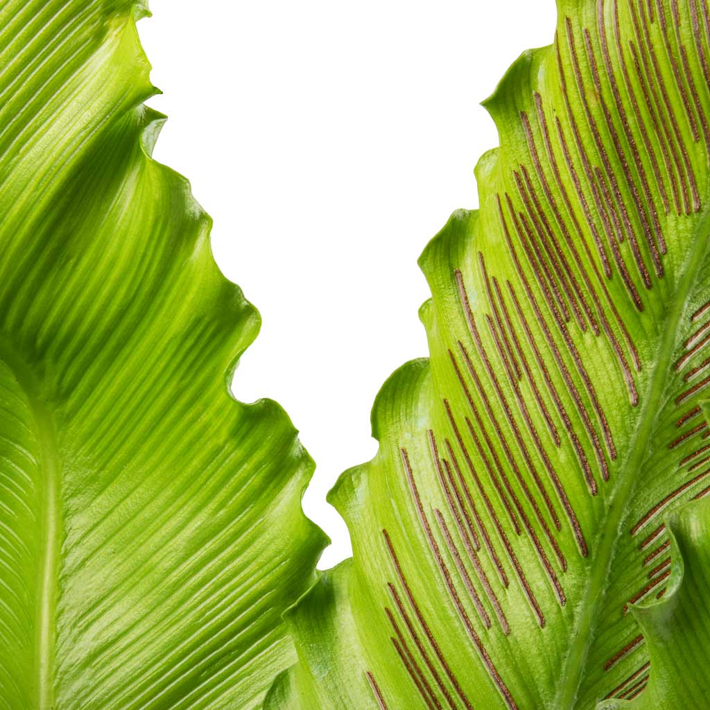 birds nest fern osaka Asplenium Osaka - Japanese Bird's Nest Fern Plants | Hortology