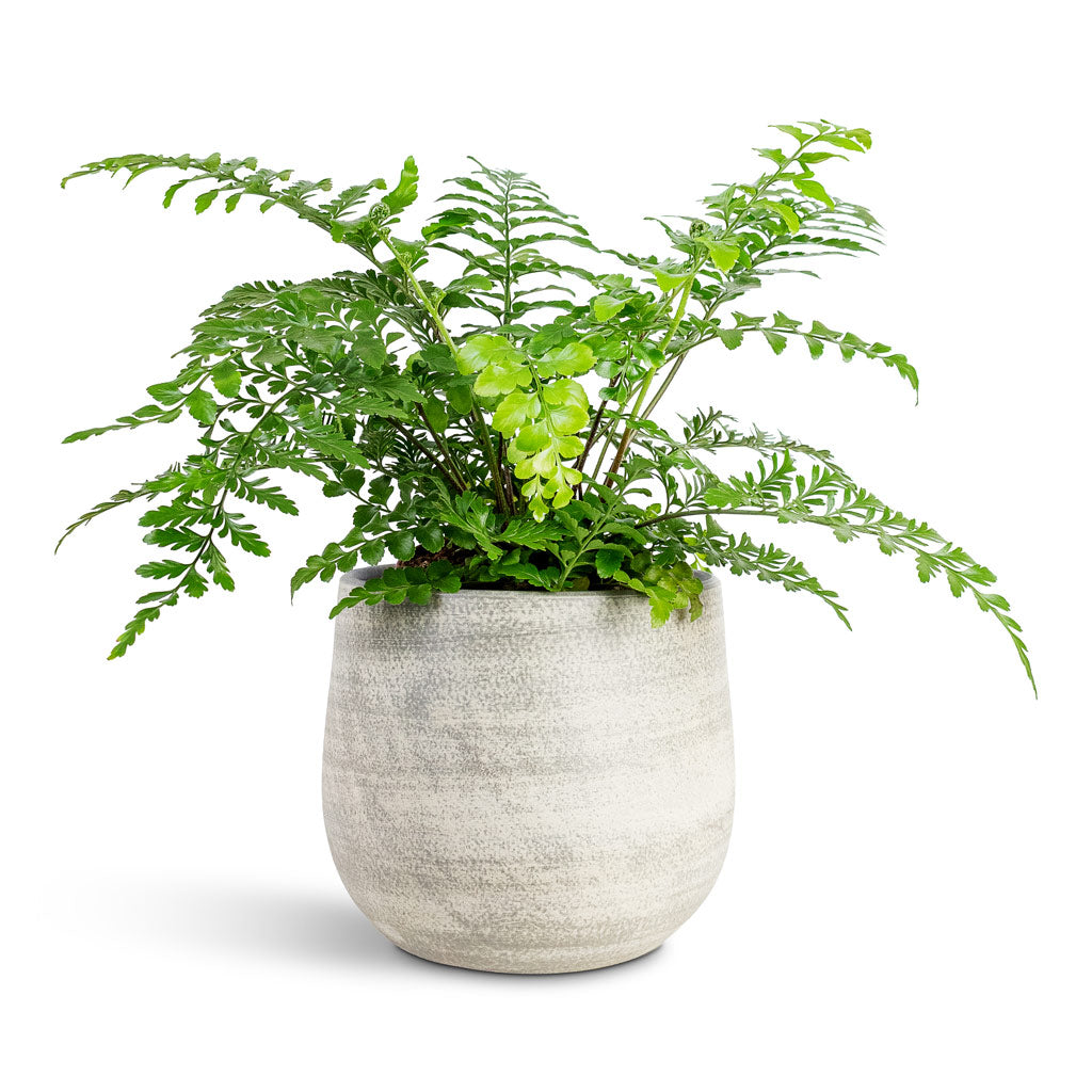 Asplenium Parvati 12x25cm House Plant In Esra Pot Concrete 18x16cm