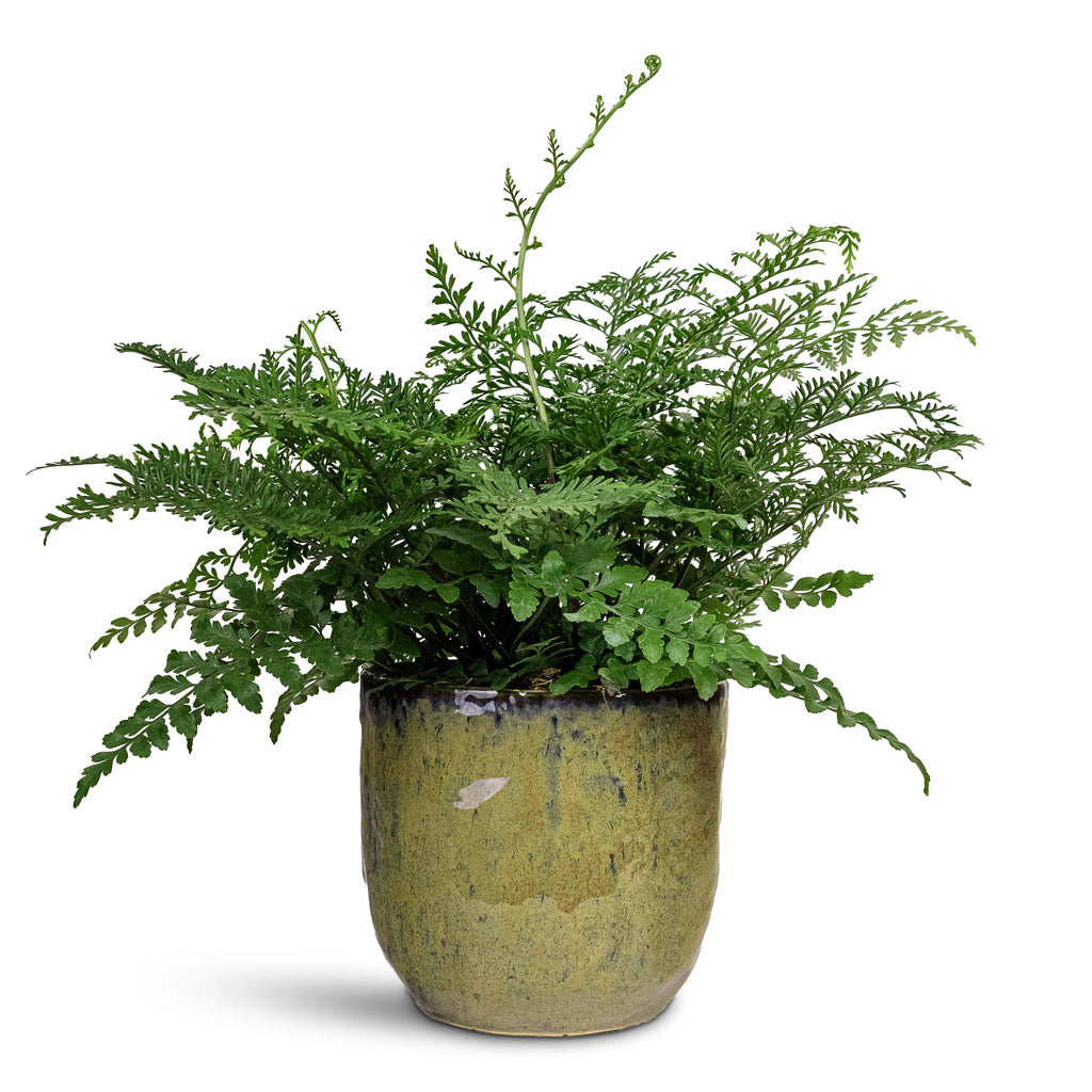 Asplenium Parvati 17x40cm House Plant In Brian Pot Marrakesh 18x17cm