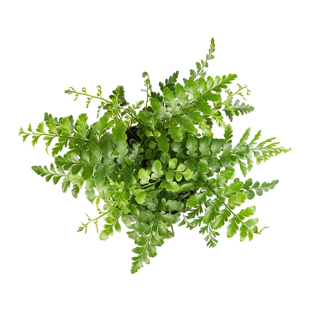 Asplenium Parvati - Mother Fern Above