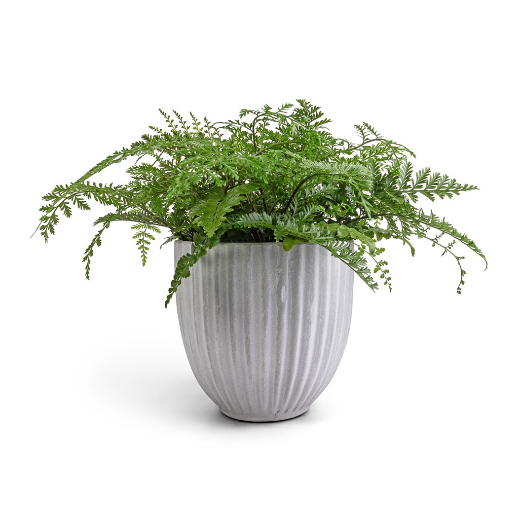 Asplenium Parvati - Mother Fern & Lagos Plant Pot - Cement