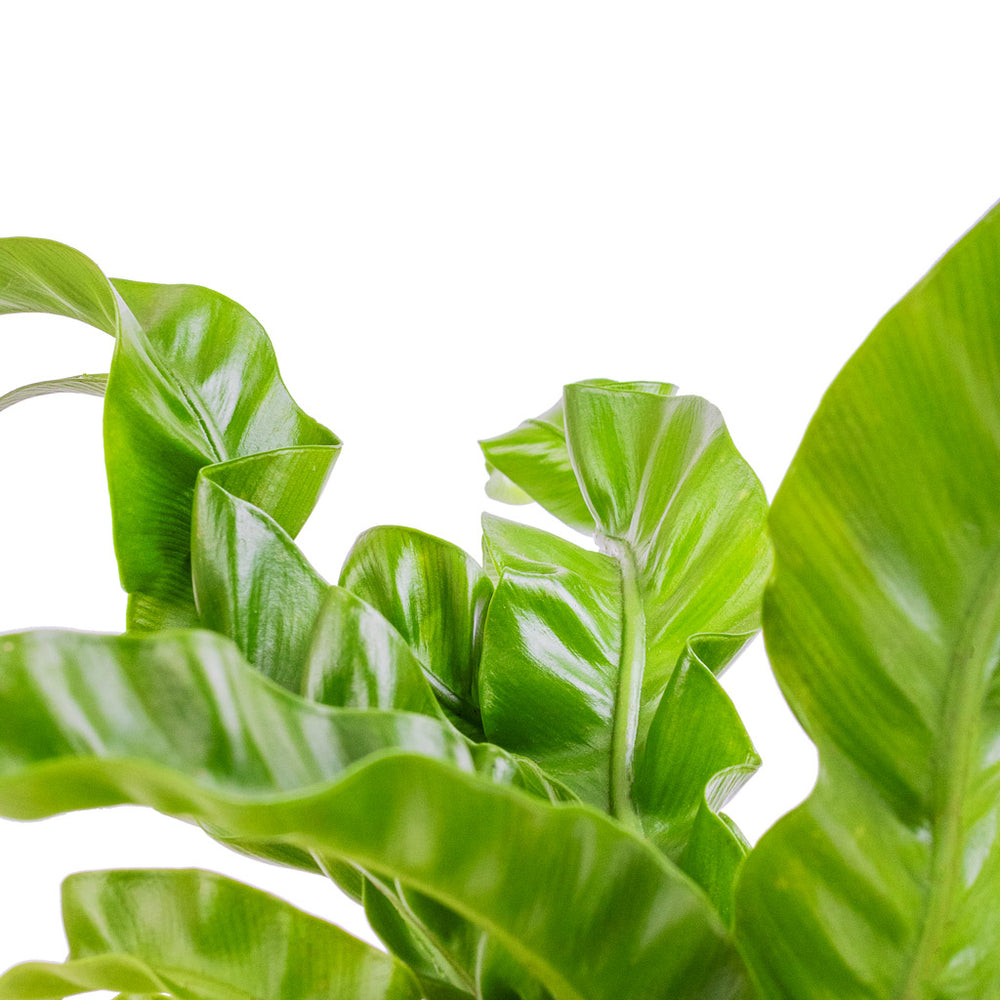 Asplenium Hurricane Twisted Bird's Nest Fern Hortology HORTOLOGY