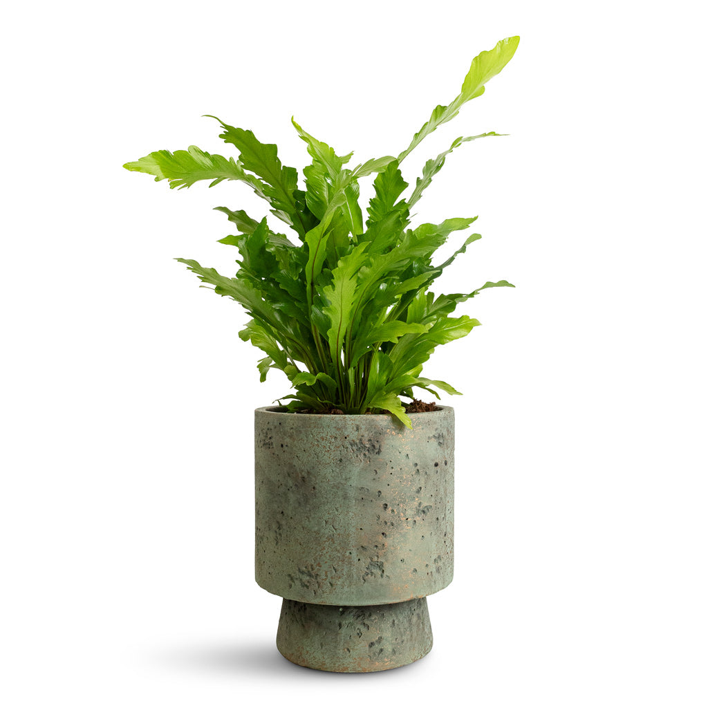 Asplenium nidus Campio - 12x30cm In Aily - Pot Grey Teal - 17x20cm