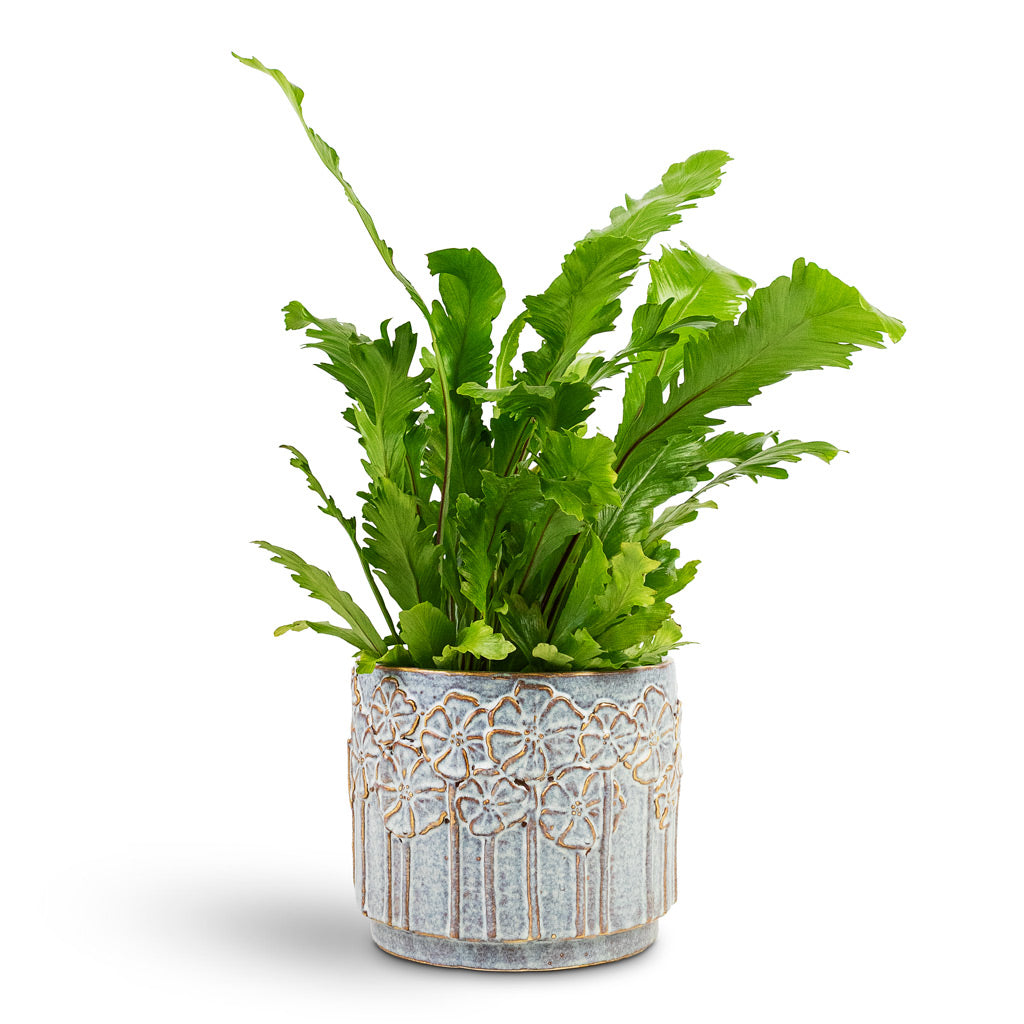 champion bird's nest fern Asplenium nidus Campio - Champion's Bird's Nest Fern | Hortology
