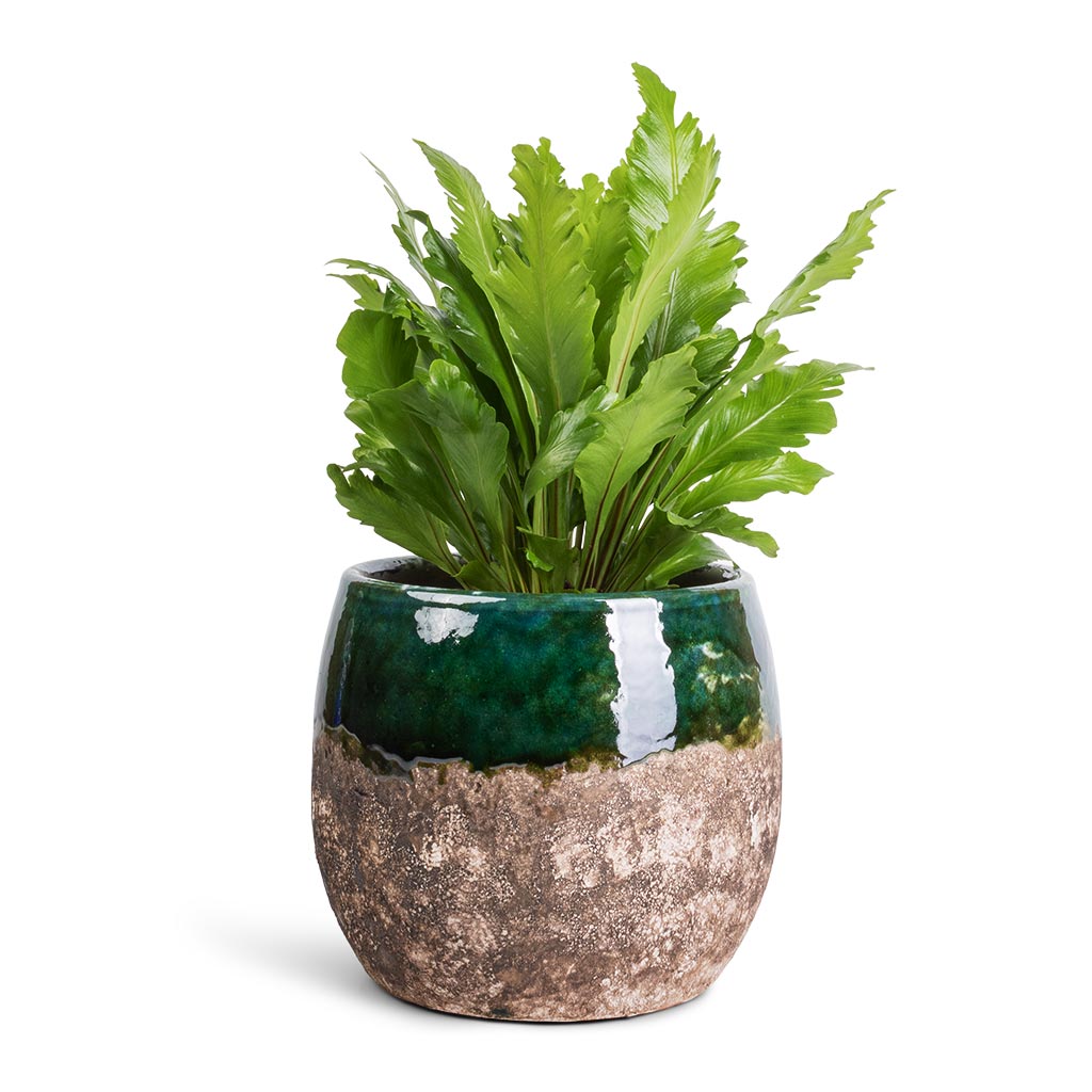 Asplenium nidus Campio - Champion's Bird's Nest Fern & Lindy Plant Pot - Black Green