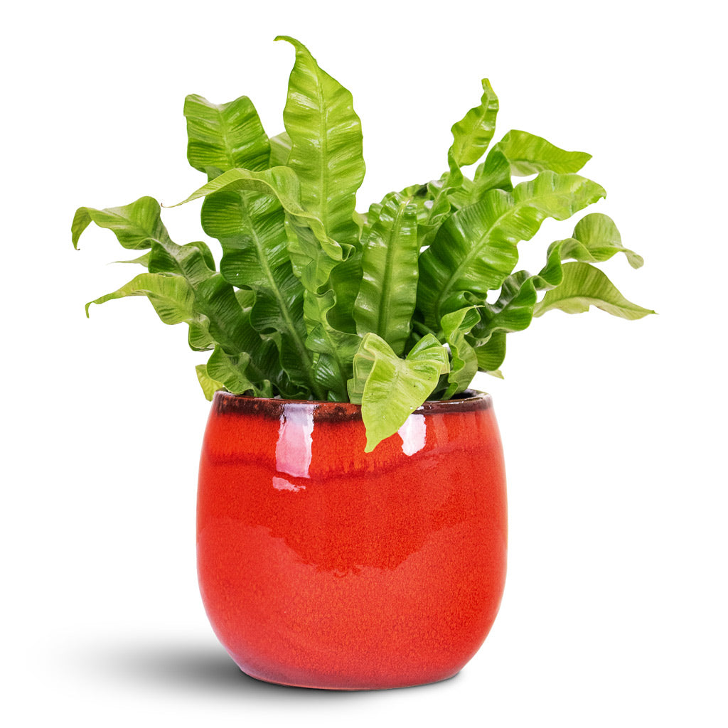 Asplenium nidus Crispy Wave 12x30cm House Plant In Charlotte Pot Red 15x13cm