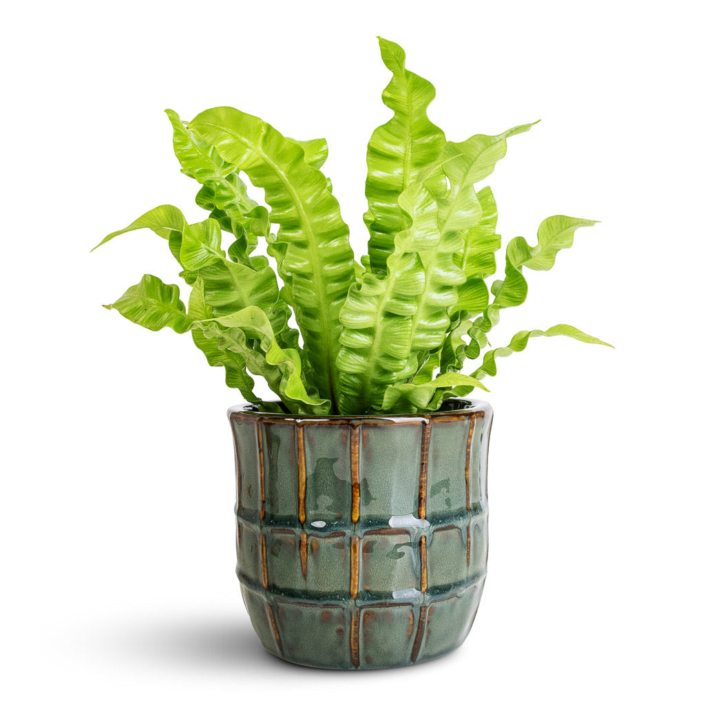 Asplenium nidus Crispy Wave 12x30cm Noemi Pot Sea Green - 15x13cm