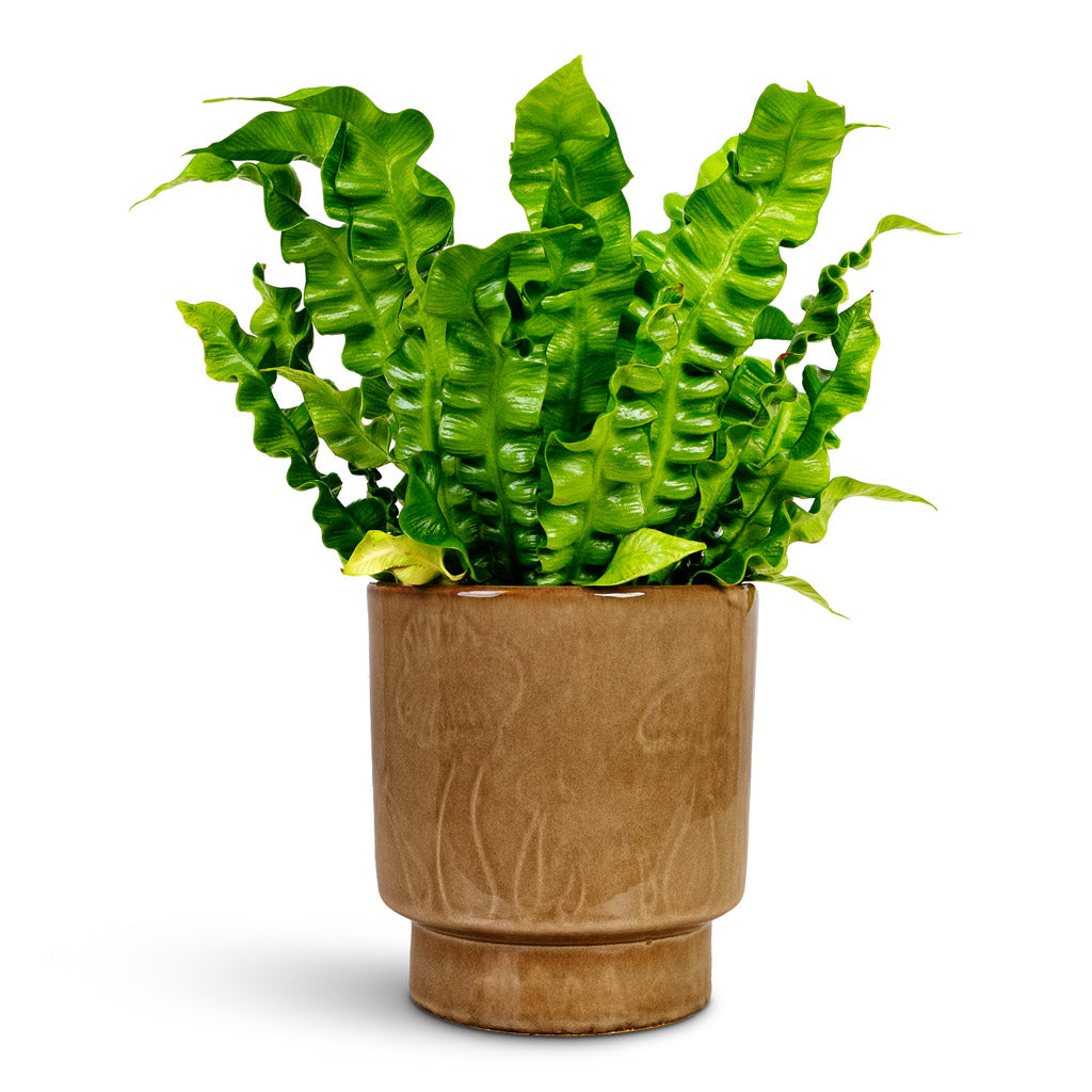 Asplenium nidus Crispy Wave 12x30cm House Plant In Porchini Glaze Pot Toasted Caramel 14x15cm