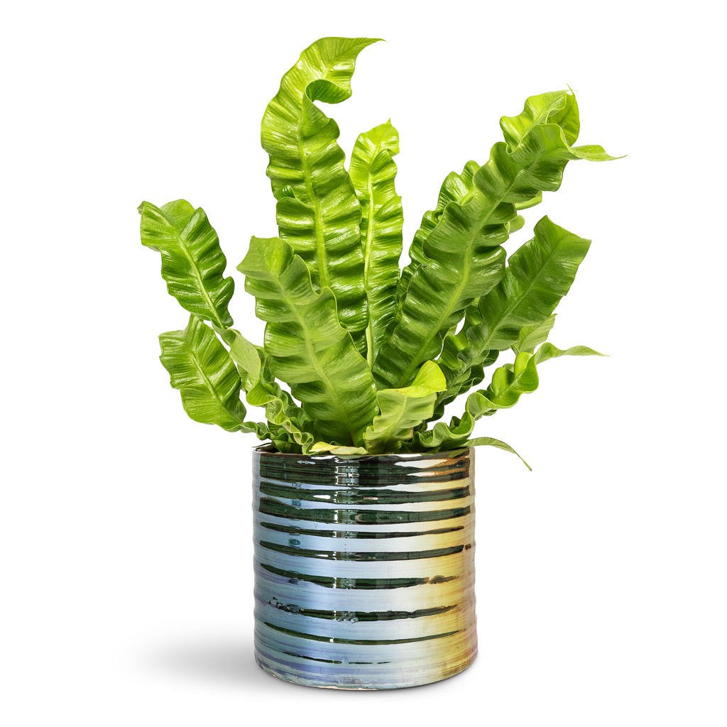 Asplenium nidus Crispy Wave Pleated Bird_s Nest Fern - 12x30cm In Didi Plant Pot Pearl Green - 14x13cm