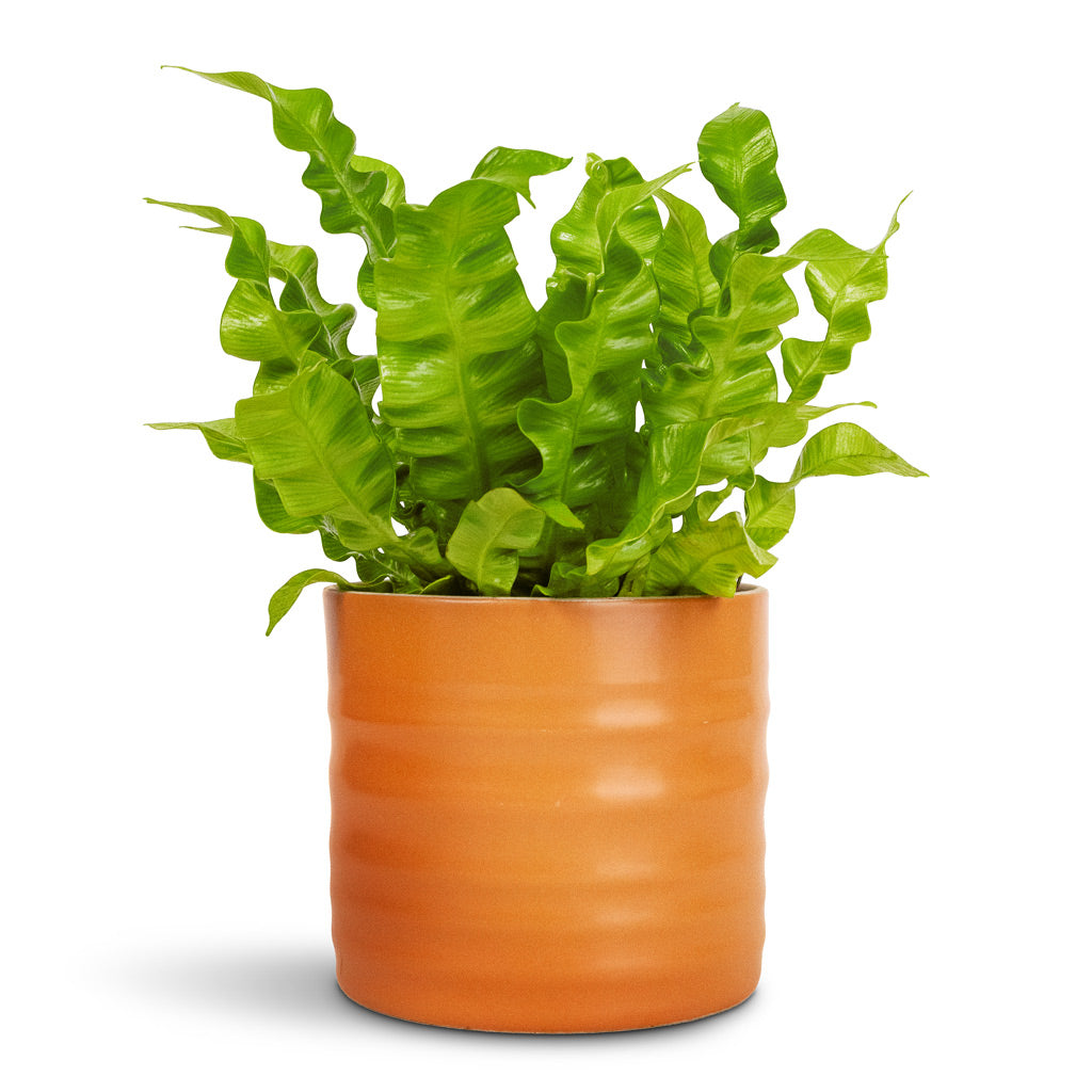 Asplenium nidus Crispy Wave Pleated Birds Nest Fern - 12x30cm & Hadleigh Plant Pot Amber - 14x13cm