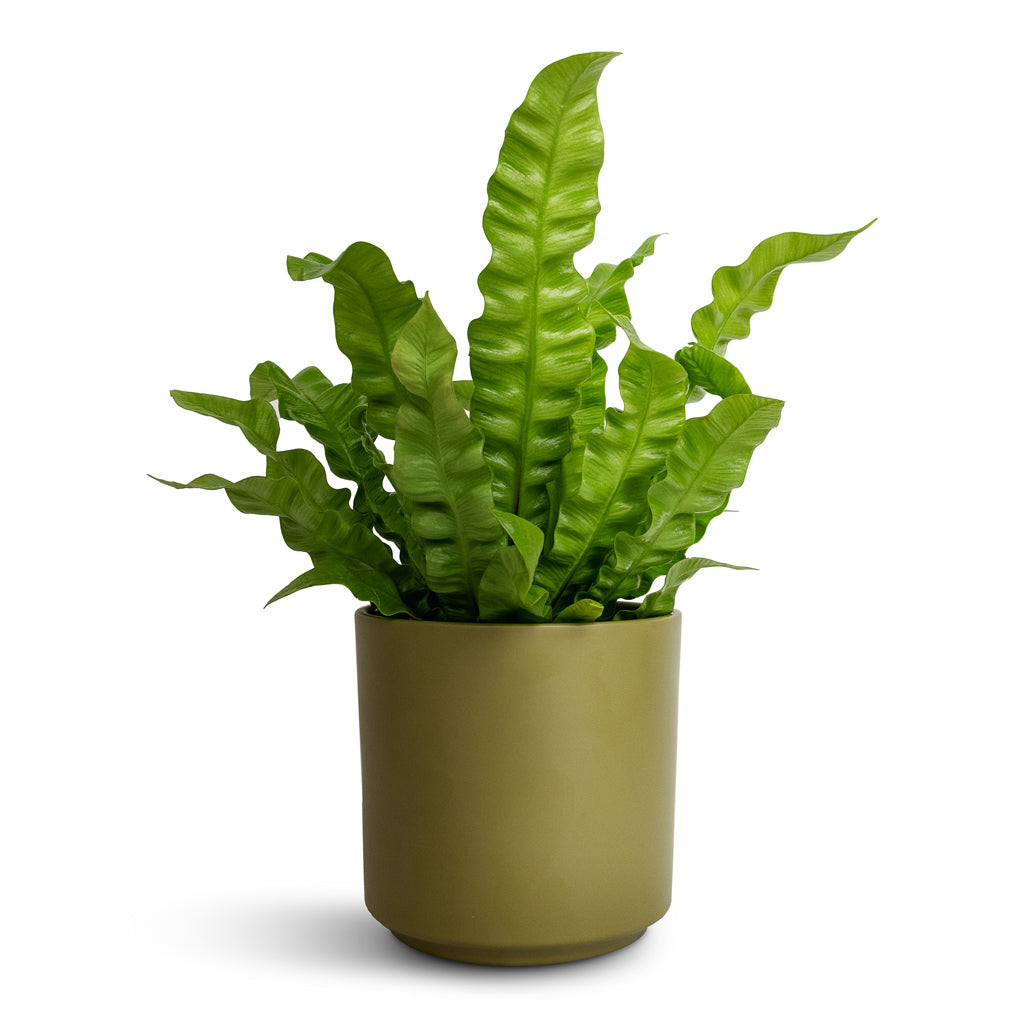 Asplenium nidus Crispy Wave - Pleated Bird's Nest Fern & Prague Plant Pot - Olive