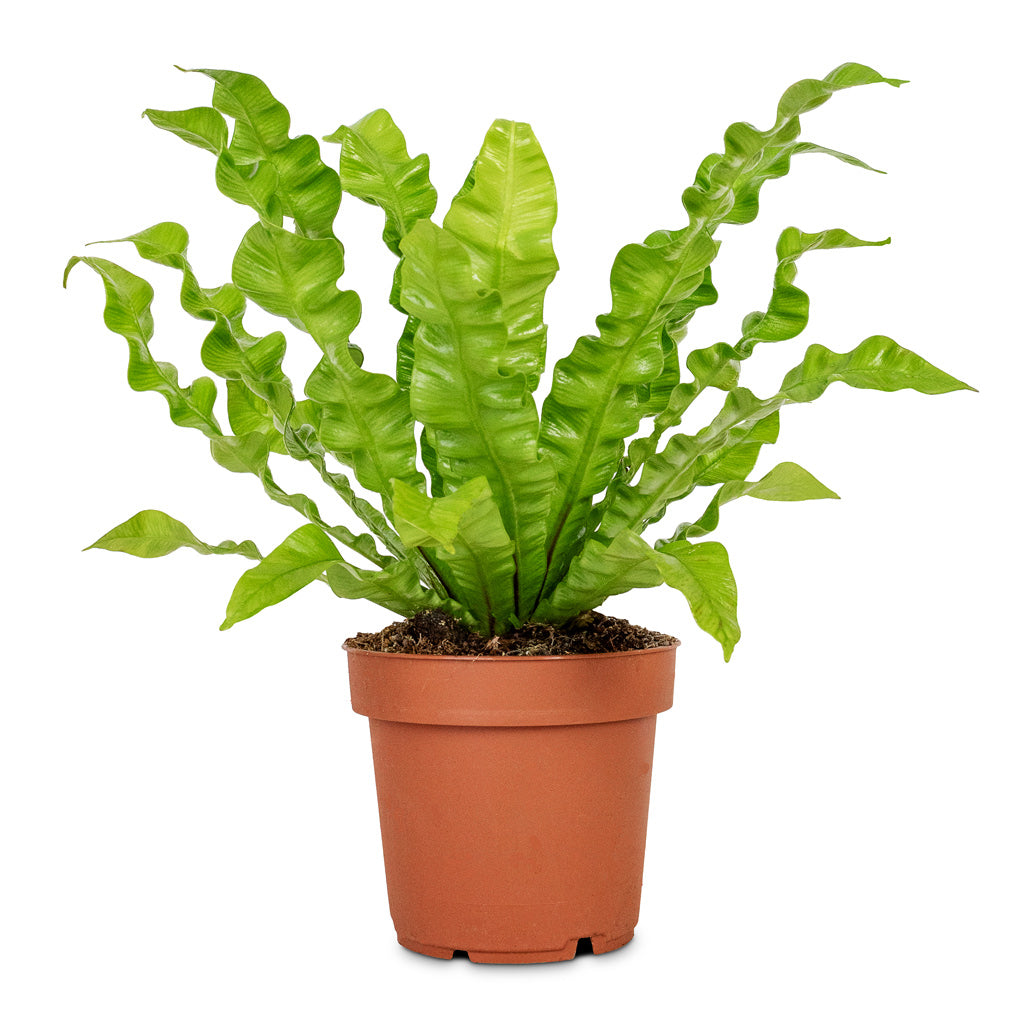 Asplenium nidus Crispy Wave Pleated Birds Nest Fern - 12x30cm