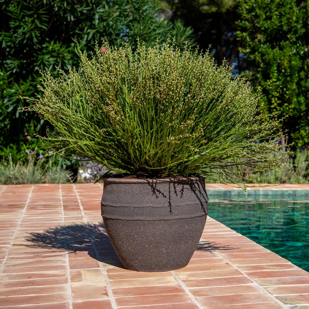 Athena Mediterranean Planter Umber Brown With Outdoor Grasses