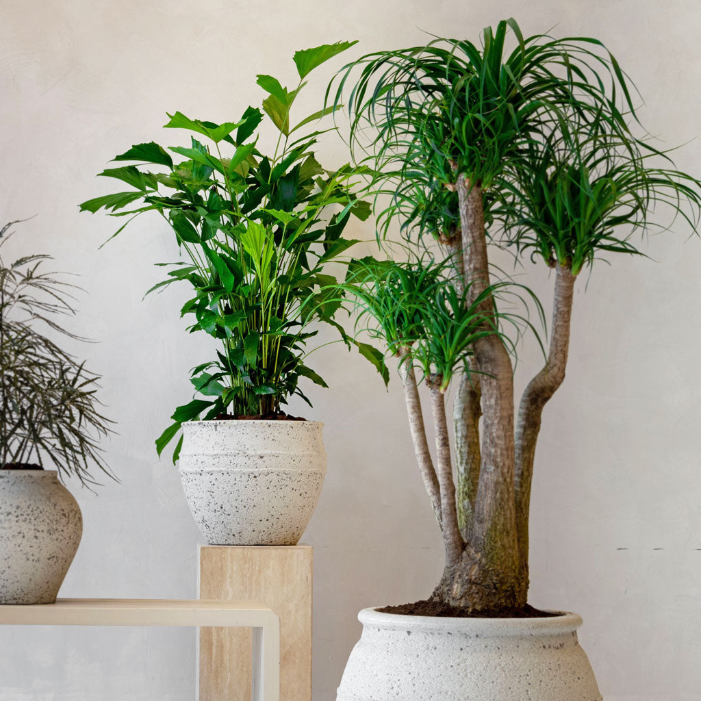 Athena Mediterranean Planter - Chalk White & Indoor Plants