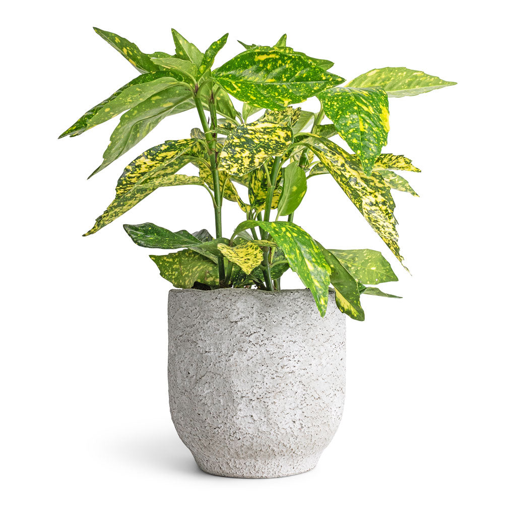 Aucuba japonica Variegata - Gold Dust Plant &amp; Dave Plant Pot - Weathered Grey