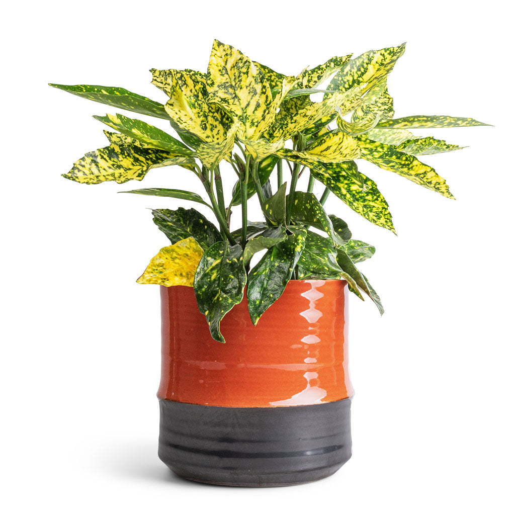 japonica indoor plant Aucuba japonica Variegata - Gold Dust Plant Indoor Plants | Hortology