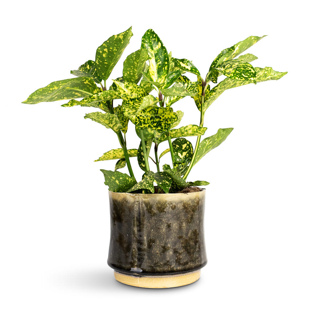 Aucuba japonica Variegata Gold Dust Plant - 14x35cm In Nolan Plant Pot Pine - 17x15cm