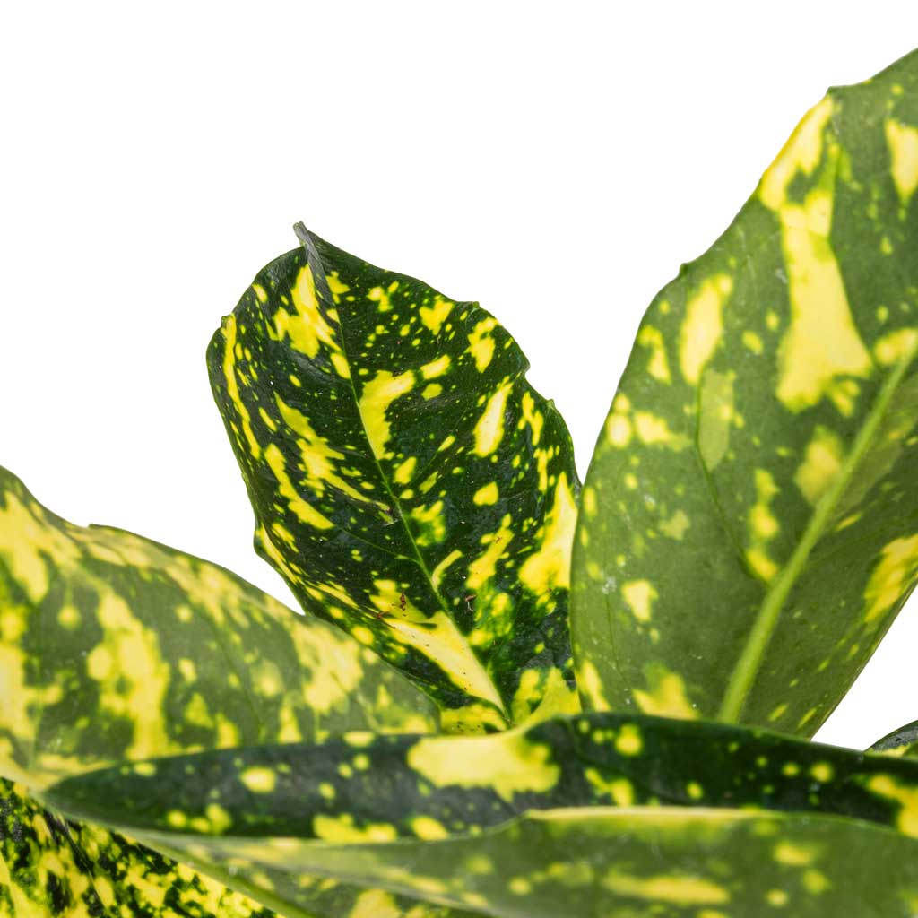 green and yellow indoor plant Aucuba japonica Variegata - Gold Dust Plant Indoor Plants | Hortology