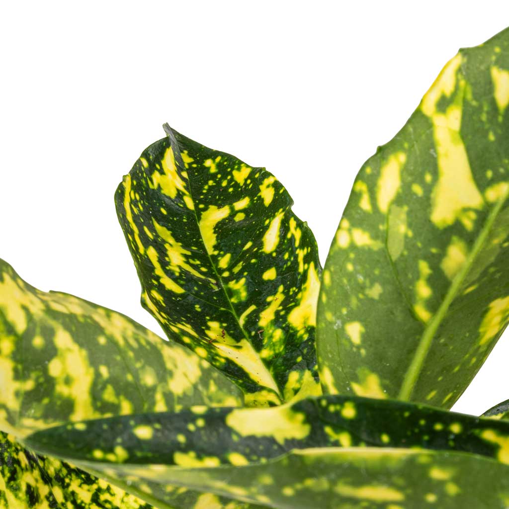 Aucuba japonica Variegata - Gold Dust Plant Leaves