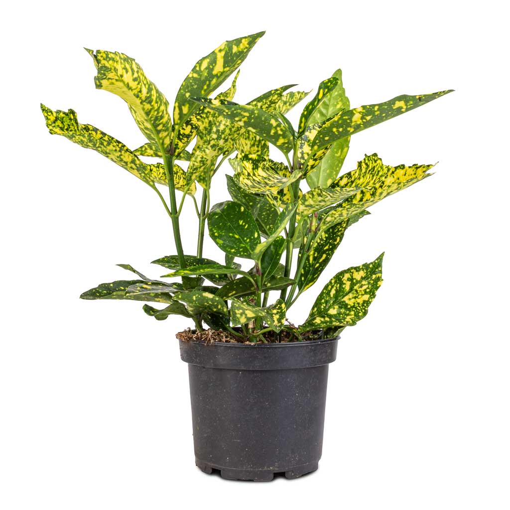 Aucuba japonica Variegata - Gold Dust Plant Indoor Plants | Hortology